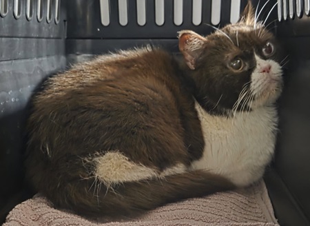 Fundkater B 8 / Traumpfad Steinallee