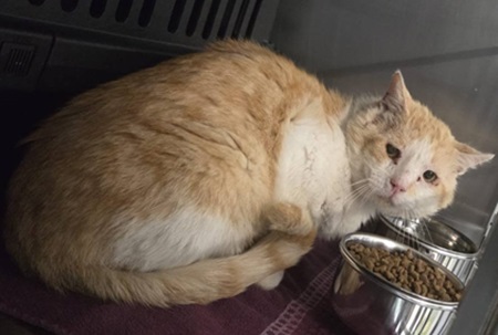 Fundkater Langenbach bei Kirburg