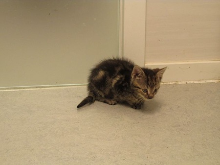 *** Reserviert *** Philomena ist eine wilde Hummel