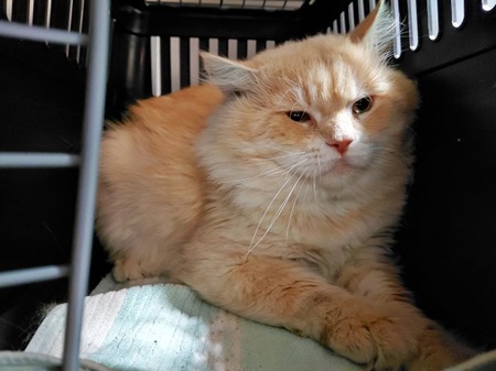 Dan ist ein lieber Kater
