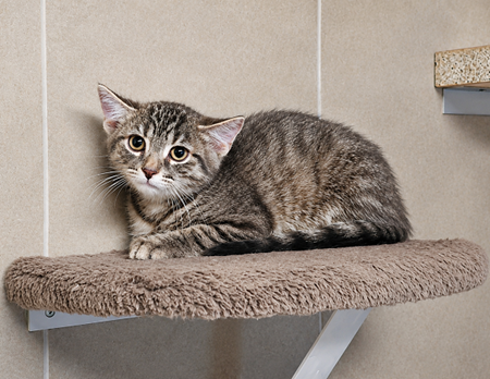 Leilani ist ein schüchternes Katzenkind