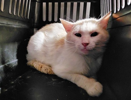 Lestat ist noch sehr schüchtern