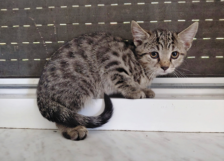 Loretta ist ein schüchternes Katzenkind