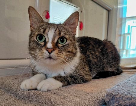 Risha ist eine liebe Katze