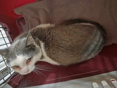 Fundkater Irmtraut
