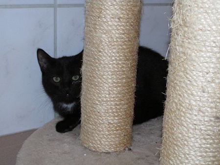 Baker ist ein schüchternes Katzenkind