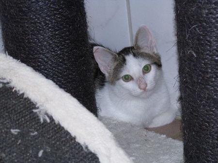Brian ist ein schüchternes Katzenkind