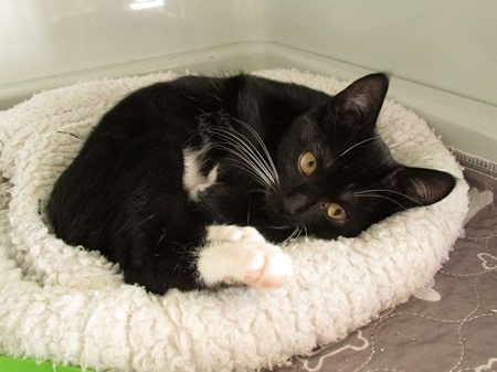 Esmeralda ist ein sehr liebes Katzenkind