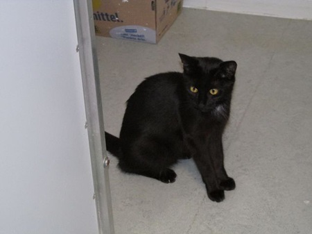 Minerva ist eine liebe Katze