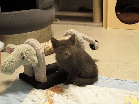 Moby ist ein schüchternes Katzenkind