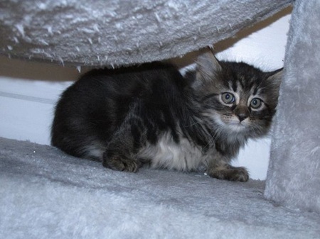 Morpheus ist ein schüchternes Katzenkind