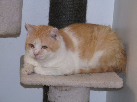 Phill ist ein sehr lieber Kater