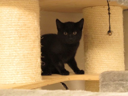 Ylana ist ein schüchternes Katzenkind