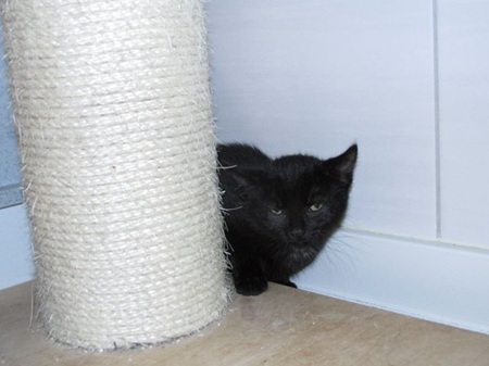 Yoko ist ein schüchternes Katzenkind