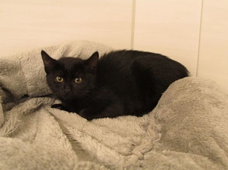 Yulika ist ein schüchternes Katzenkind