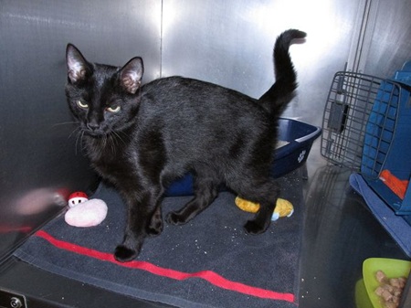 *** Reserviert *** Lilly ist ein sehr liebes Katzenkind