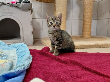 Marvel ist ein sehr liebes Katzenkind