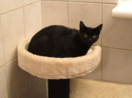 Milu ist eine sehr liebe Katze