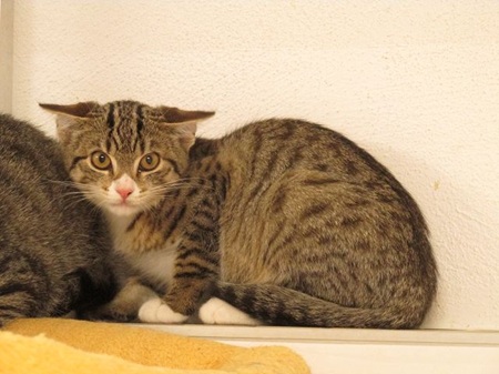 Talia ist ein sehr schüchternes Katzenkind