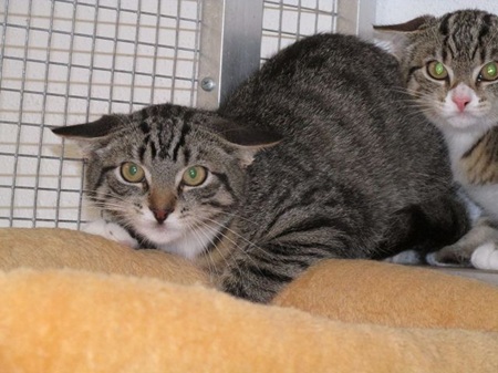 Terence ist ein sehr schüchternes Katzenkind