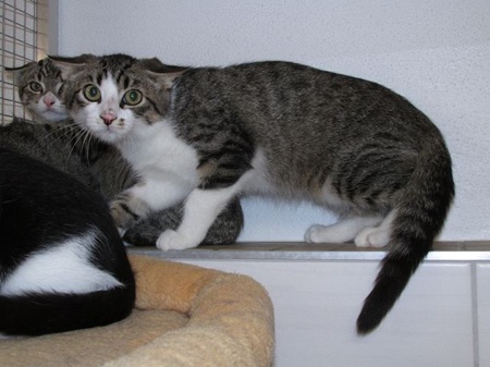 Theodora ist ein sehr schüchternes Katzenkind