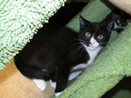 *** Reserviert *** Tucker ist ein sehr schüchternes Katzenkind