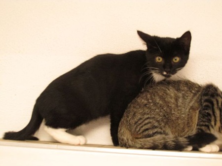 *** Reserviert *** Tiziana ist ein sehr schüchternes Katzenkind