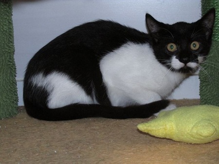 Tindra ist ein sehr schüchternes Katzenkind