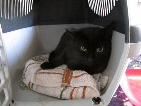 Yoda ist ein sehr schüchternes Katzenkind