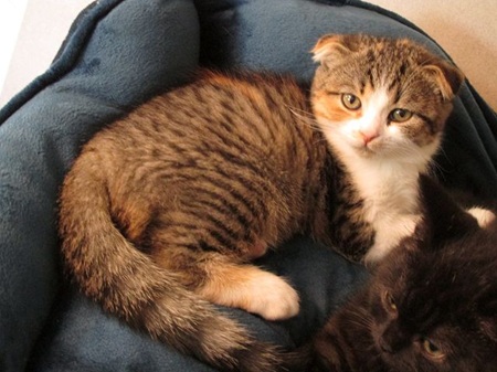 Charlize ist ein sehr liebes Katzenkind