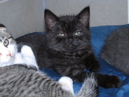 Cillian ist ein sehr liebes Katzenkind