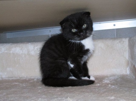 Connor ist ein sehr liebes Katzenkind