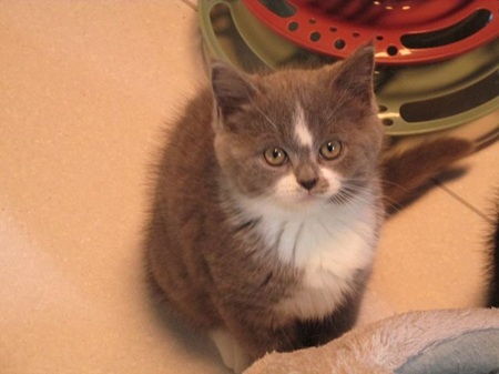 Cynthia ist ein sehr liebes Katzenkind