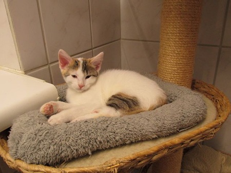 Ginny ist ein sehr liebes Katzenkind