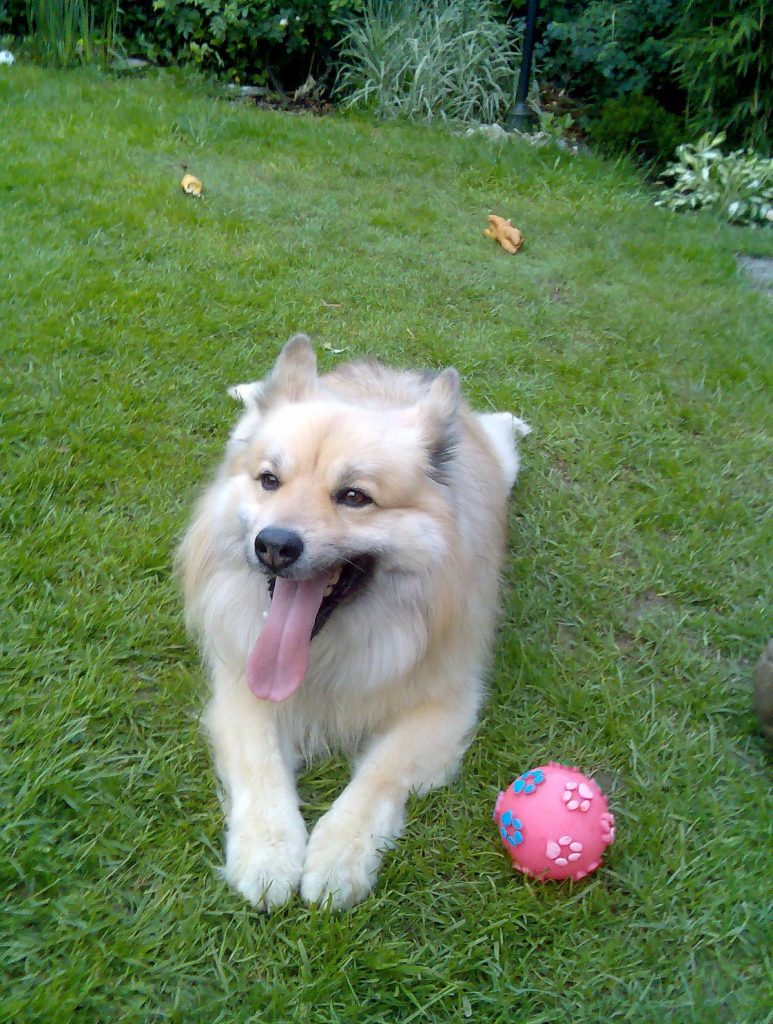 Joschi